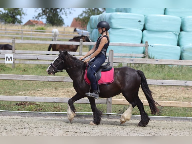 Tinker Merrie 8 Jaar 124 cm Zwart in Pepingen