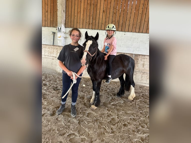 Tinker Merrie 8 Jaar 124 cm Zwart in Pepingen