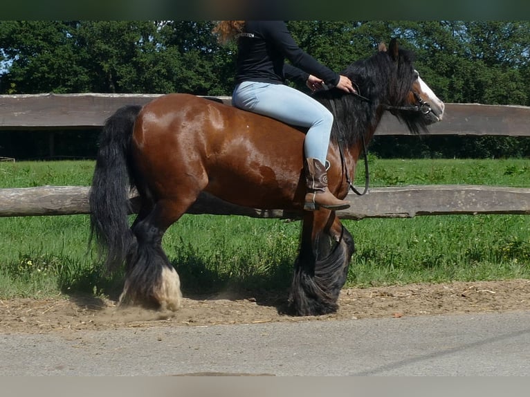 Tinker Merrie 8 Jaar 126 cm Bruin in Lathen