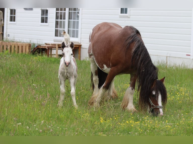 Tinker Merrie 8 Jaar 127 cm Gevlekt-paard in Pepingen