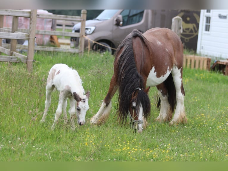Tinker Merrie 8 Jaar 127 cm Gevlekt-paard in Pepingen