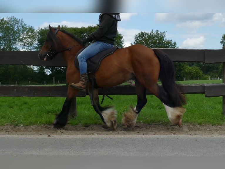 Tinker Merrie 8 Jaar 130 cm Bruin in Lathen