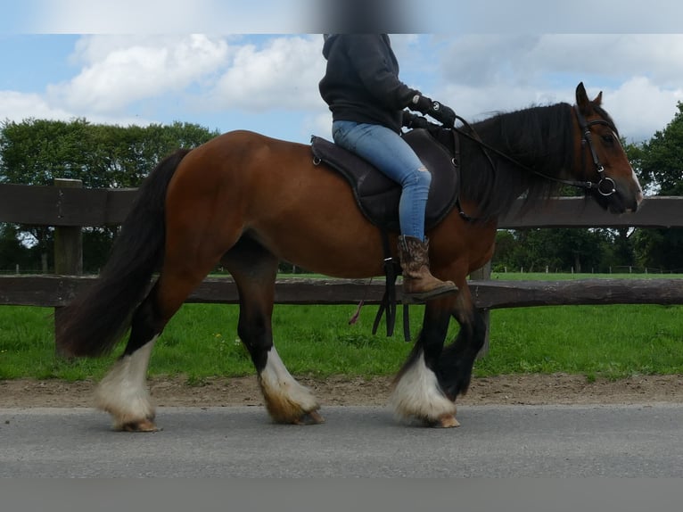 Tinker Merrie 8 Jaar 130 cm Bruin in Lathen