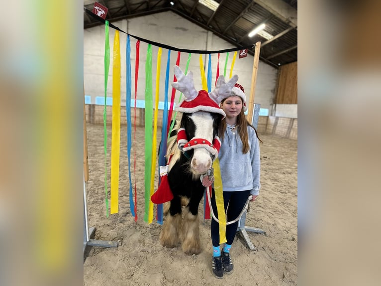 Tinker Merrie 8 Jaar 130 cm Gevlekt-paard in Bogaarden