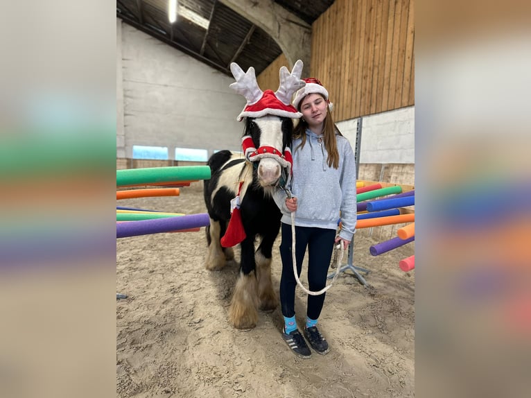 Tinker Merrie 8 Jaar 130 cm Gevlekt-paard in Bogaarden