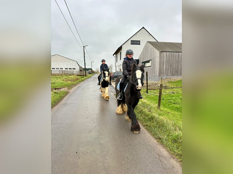 Tinker Merrie 8 Jaar 130 cm Gevlekt-paard in Bogaarden