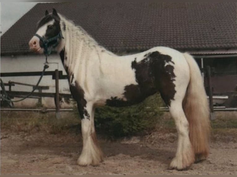 Tinker Merrie 8 Jaar 130 cm Gevlekt-paard in Marl