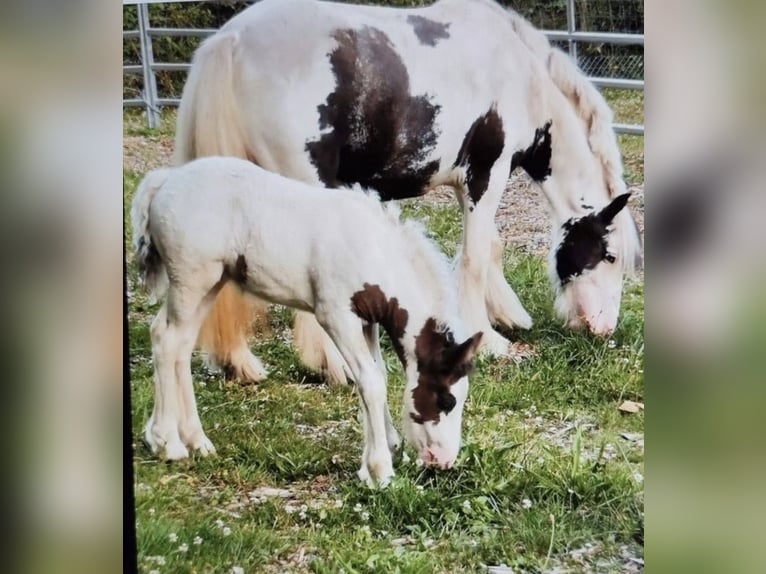 Tinker Merrie 8 Jaar 130 cm Gevlekt-paard in Marl