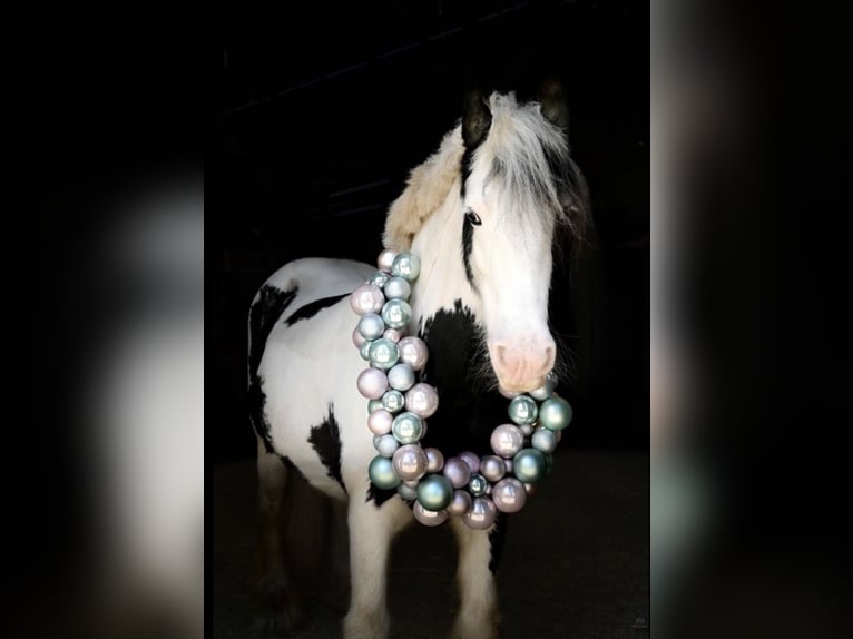 Tinker Merrie 8 Jaar 130 cm Gevlekt-paard in Marl
