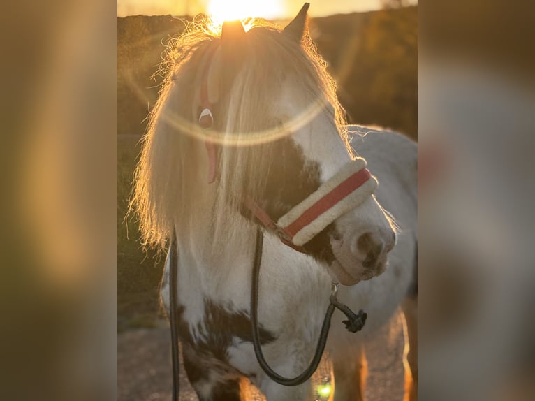 Tinker Mix Merrie 8 Jaar 130 cm Gevlekt-paard in Meschede
