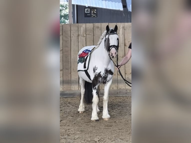 Tinker Mix Merrie 8 Jaar 130 cm Gevlekt-paard in Meschede