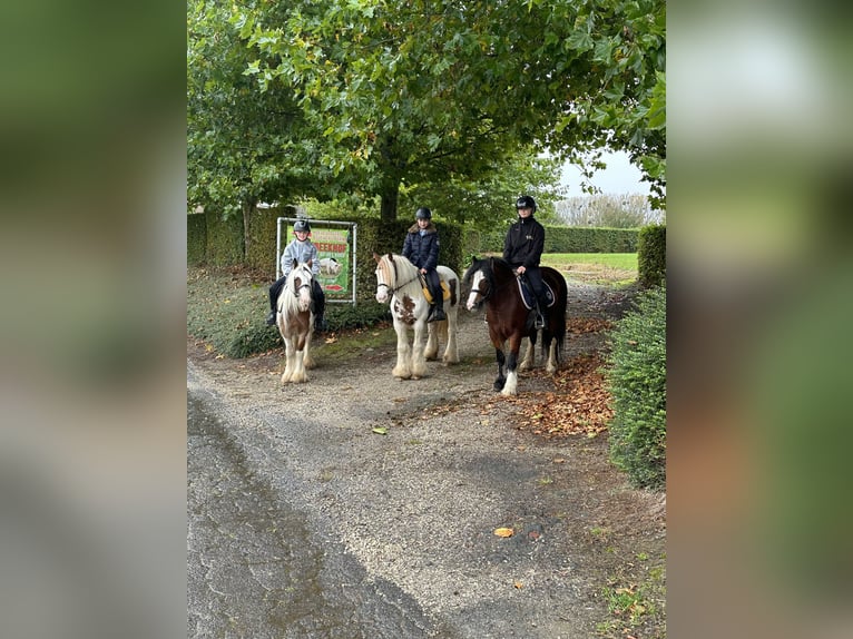 Tinker Merrie 8 Jaar 133 cm Gevlekt-paard in Bogaarden