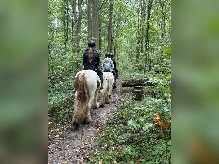 Tinker Merrie 8 Jaar 133 cm Gevlekt-paard in Bogaarden