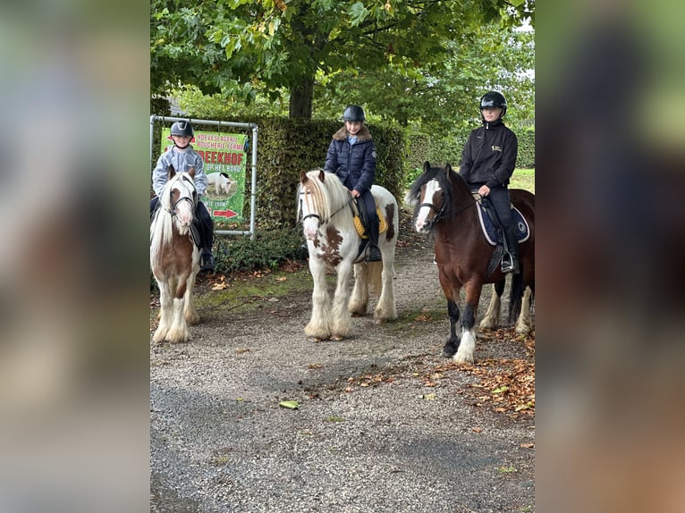 Tinker Merrie 8 Jaar 133 cm Gevlekt-paard in Bogaarden