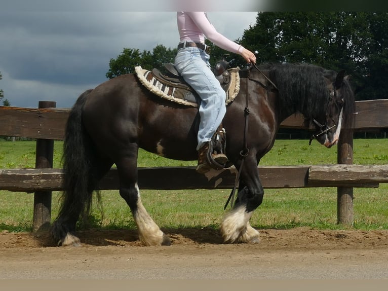 Tinker Merrie 8 Jaar 136 cm Zwart in Lathen