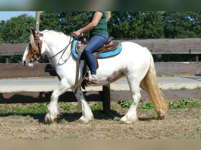 Tinker Merrie 8 Jaar 137 cm Gevlekt-paard in Lathen