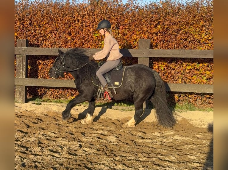 Tinker Merrie 8 Jaar 137 cm Zwart in Daleiden