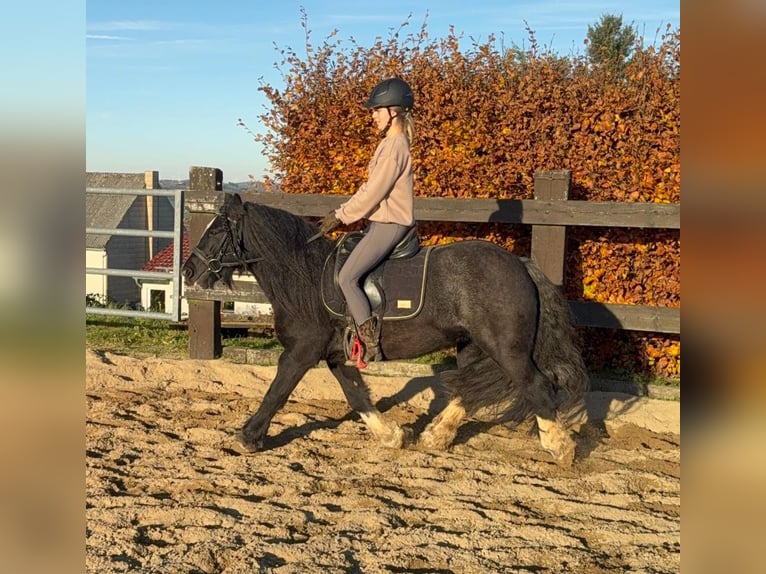 Tinker Merrie 8 Jaar 137 cm Zwart in Daleiden