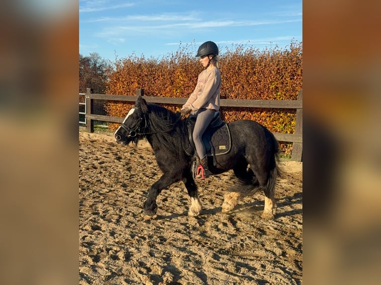 Tinker Merrie 8 Jaar 137 cm Zwart in Daleiden