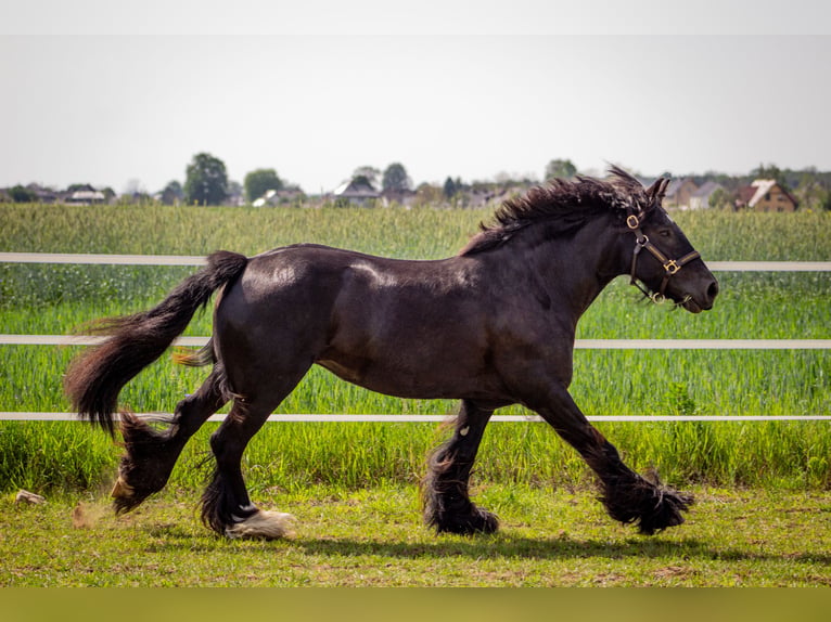 Tinker Merrie 8 Jaar 138 cm Zwart in Opole