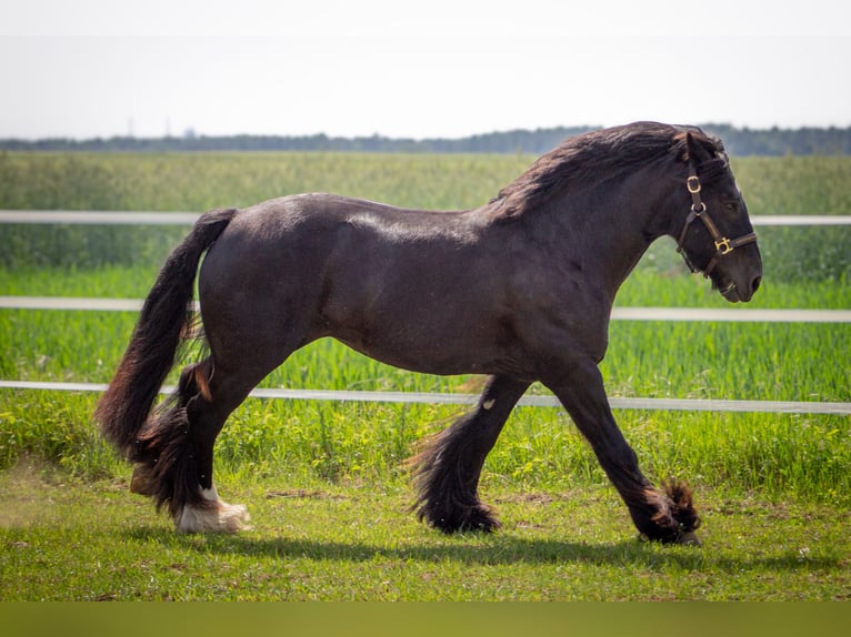 Tinker Merrie 8 Jaar 138 cm Zwart in Opole