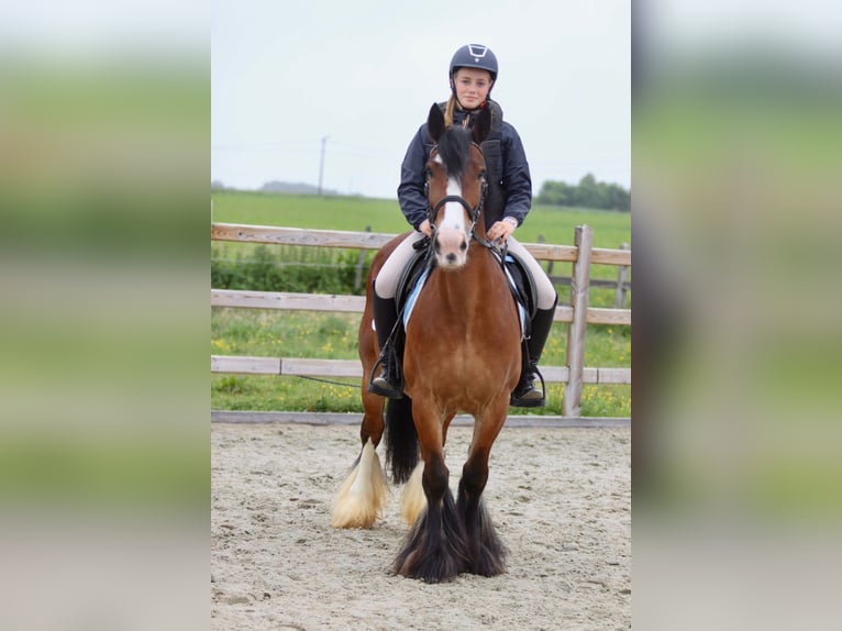 Tinker Merrie 8 Jaar 140 cm Bruin in Bogaarden