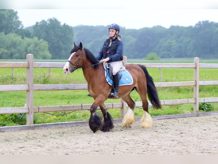 Tinker Merrie 8 Jaar 140 cm Bruin in Bogaarden
