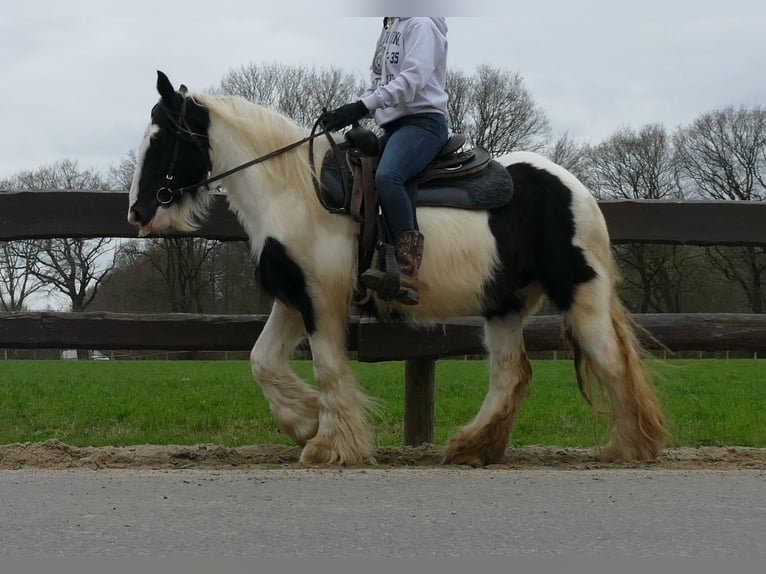 Tinker Merrie 8 Jaar 140 cm Gevlekt-paard in Lathen