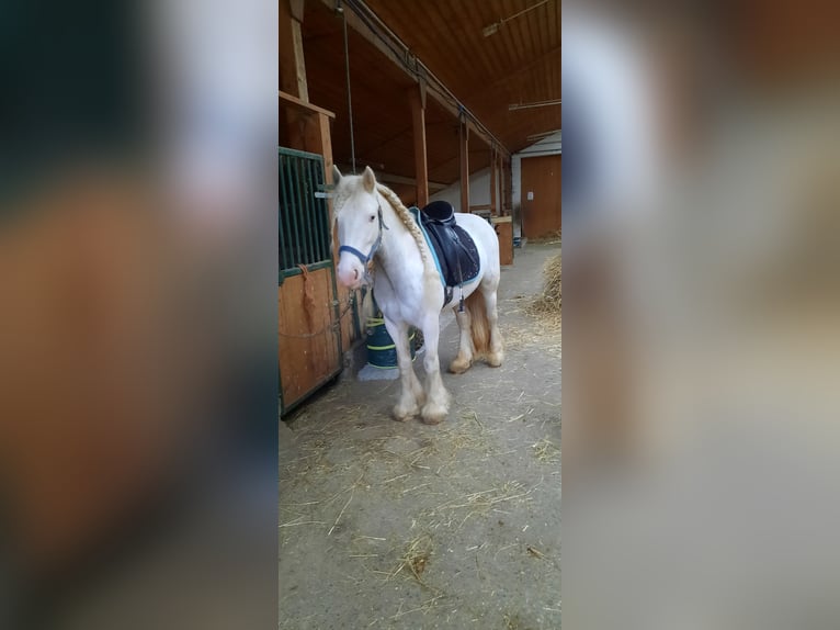 Tinker Merrie 8 Jaar 140 cm kan schimmel zijn in Engen