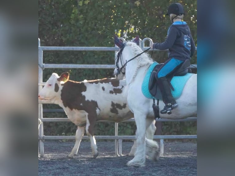 Tinker Merrie 8 Jaar 140 cm kan schimmel zijn in Engen