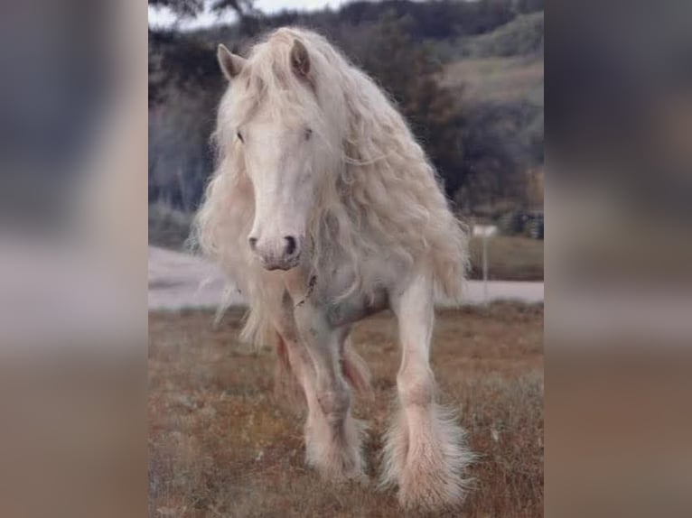 Tinker Merrie 8 Jaar 140 cm kan schimmel zijn in Engen