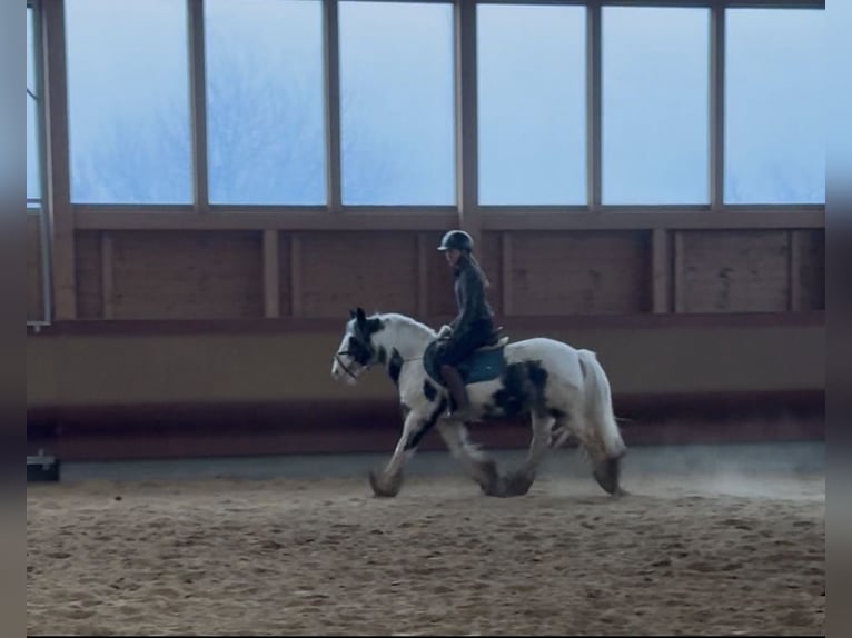 Tinker Merrie 8 Jaar 142 cm Gevlekt-paard in Achstetten