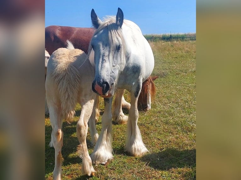 Tinker Merrie 8 Jaar 145 cm Gevlekt-paard in Wlen