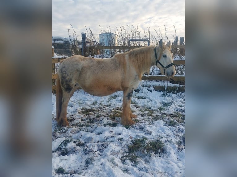 Tinker Merrie 8 Jaar 145 cm Gevlekt-paard in Wlen