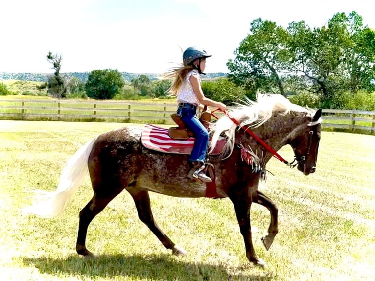 Tinker Merrie 8 Jaar 150 cm Bruin in Fishtail MT