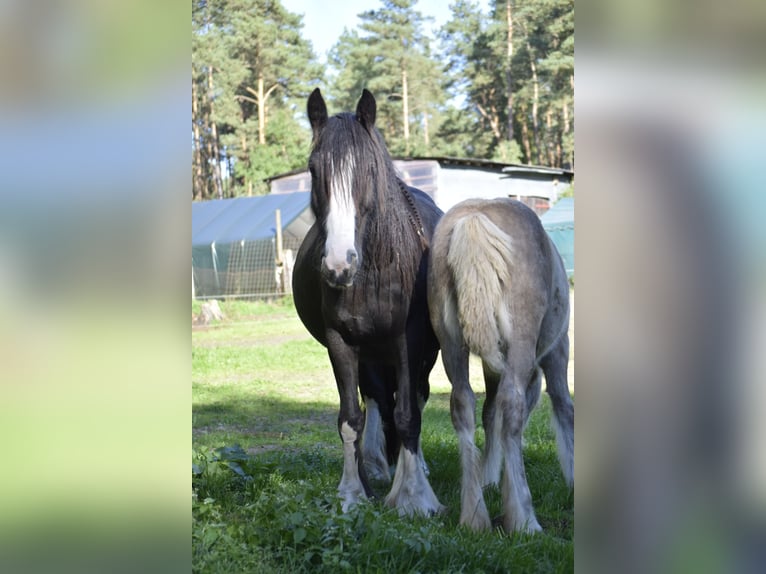 Tinker Merrie 8 Jaar 150 cm Zwart in Heiligengrabe