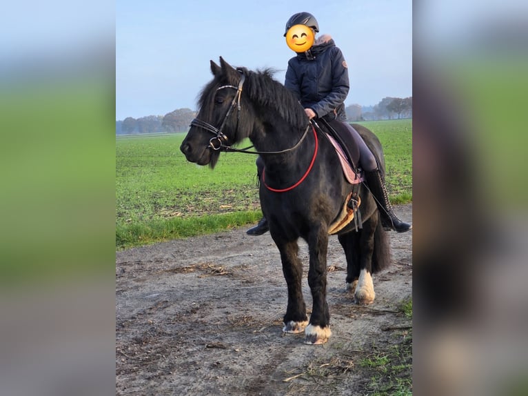 Tinker Merrie 8 Jaar 152 cm Zwart in Hude (Oldenburg)