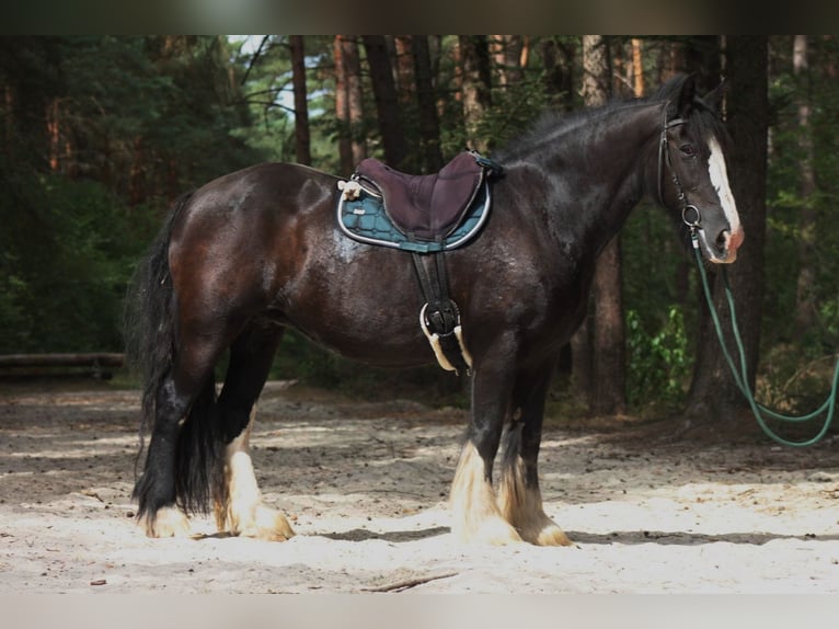 Tinker Merrie 8 Jaar 152 cm Zwart in Lathen