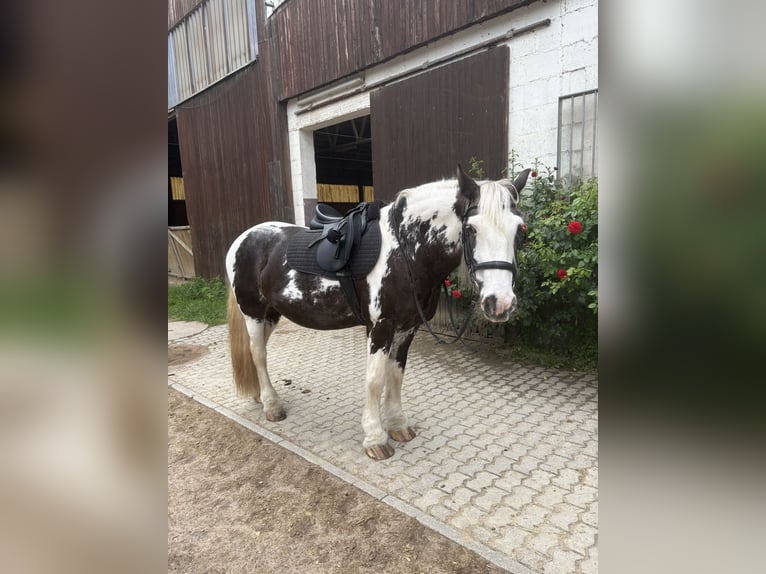 Tinker Merrie 8 Jaar 153 cm Gevlekt-paard in SaarlouisSaarlouis