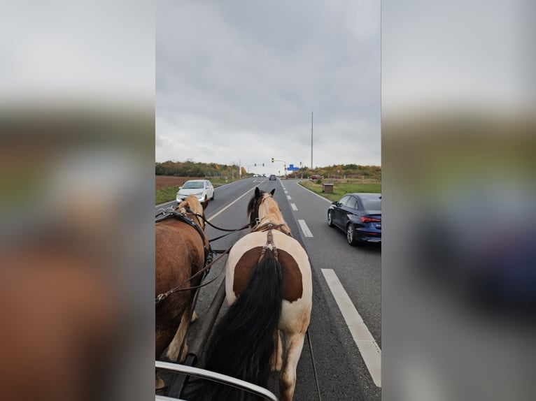 Tinker Merrie 8 Jaar 154 cm Gevlekt-paard in Nordhausen