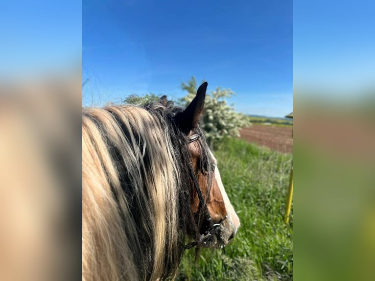Tinker Merrie 8 Jaar 154 cm Gevlekt-paard in Nordhausen