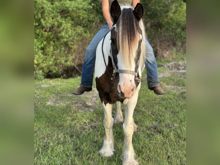 Tinker Mix Merrie 8 Jaar 163 cm Gevlekt-paard in Bunnell Florida