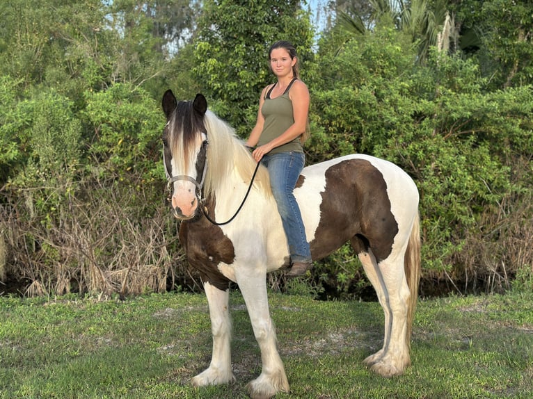 Tinker Mix Merrie 8 Jaar 163 cm Gevlekt-paard in Bunnell Florida
