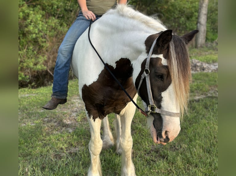 Tinker Mix Merrie 8 Jaar 163 cm Gevlekt-paard in Bunnell Florida