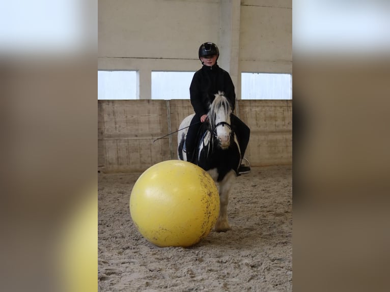 Tinker Merrie 9 Jaar 120 cm Gevlekt-paard in Bogaarden