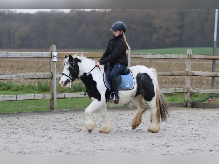 Tinker Merrie 9 Jaar 120 cm Gevlekt-paard in Bogaarden