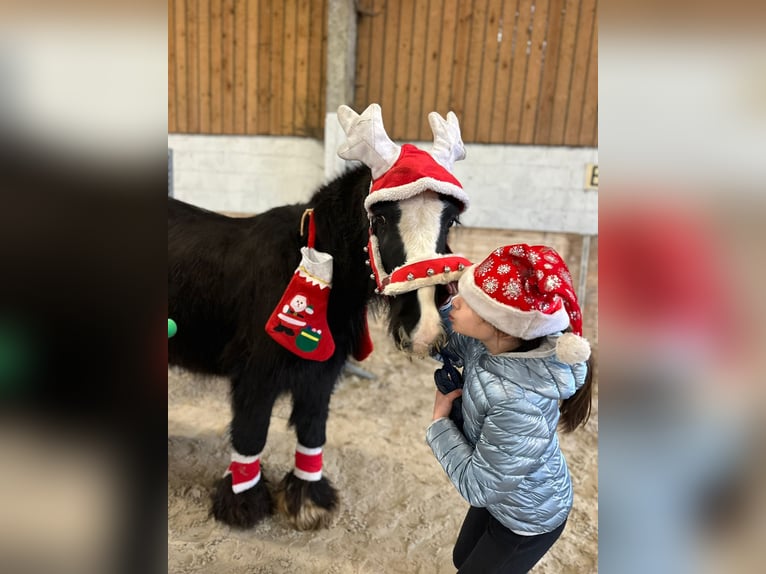 Tinker Merrie 9 Jaar 130 cm Zwart in Bogaarden