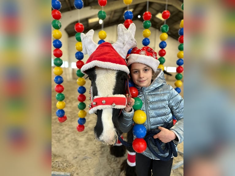 Tinker Merrie 9 Jaar 130 cm Zwart in Bogaarden