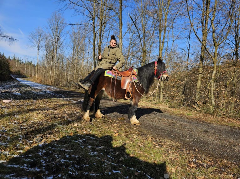 Tinker Merrie 9 Jaar 132 cm Bruin in Linkenbach