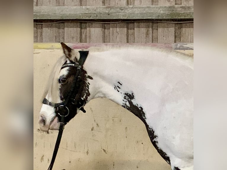 Tinker Merrie 9 Jaar 135 cm Gevlekt-paard in Würzburg